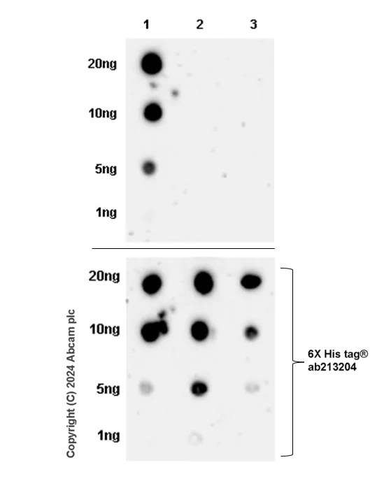 Dot Blot - Anti-Eph receptor A3 antibody [EPR28389-83] - BSA and Azide free (AB316015)