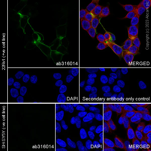 Immunocytochemistry/ Immunofluorescence - Anti-Eph receptor A3 antibody [EPR28389-83] - BSA and Azide free (AB316015)