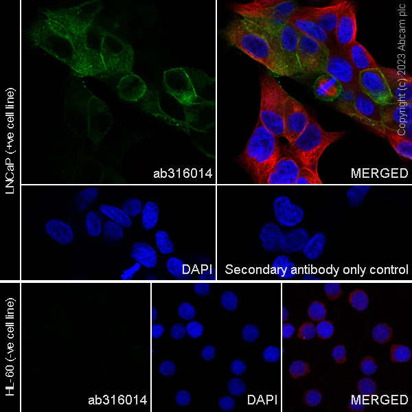 Immunocytochemistry/ Immunofluorescence - Anti-Eph receptor A3 antibody [EPR28389-83] - BSA and Azide free (AB316015)