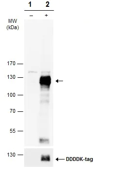 Western blot - Anti-Eph receptor A4/SEK antibody (AB262707)