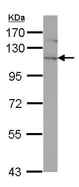 Western blot - Anti-Eph receptor A4/SEK antibody (AB262707)