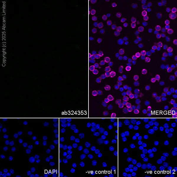 Immunocytochemistry/ Immunofluorescence - Anti-Eph receptor A4/SEK antibody [EPR30307-560] (AB324353)