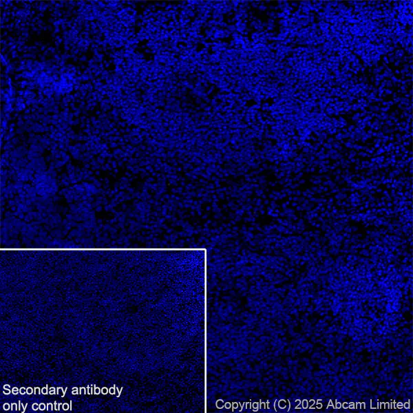 Immunohistochemistry (Frozen sections) - Anti-Eph receptor A4/SEK antibody [EPR30307-560] (AB324353)