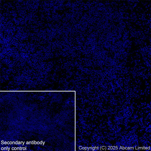Immunohistochemistry (Frozen sections) - Anti-Eph receptor A4/SEK antibody [EPR30307-560] (AB324353)