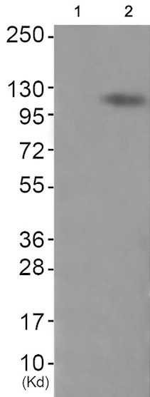 Western blot - Anti-Eph receptor A4/SEK (phospho Y596) antibody (AB193214), expandable thumbnail