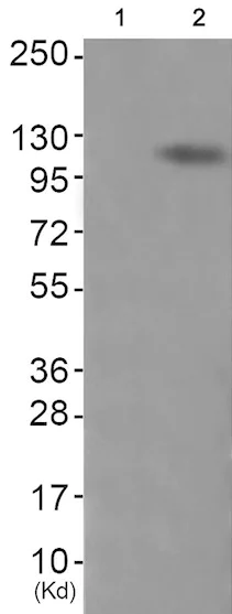 Western blot - Anti-Eph receptor A4/SEK (phospho Y596) antibody (AB193214)