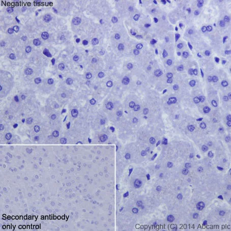 Immunohistochemistry (Formalin/PFA-fixed paraffin-embedded sections) - Anti-Eph receptor A5/BSK antibody [EPR15249] (AB198993)