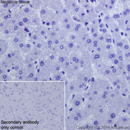 Immunohistochemistry (Formalin/PFA-fixed paraffin-embedded sections) - Anti-Eph receptor A5/BSK antibody [EPR15249] - BSA and Azide free (AB251261)