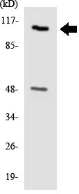 Western blot - Anti-Eph receptor A7/EPHA7 antibody (AB136095)