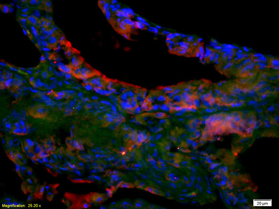 Immunohistochemistry (Formalin/PFA-fixed paraffin-embedded sections) - Anti-Eph receptor A7/EPHA7 antibody (AB204113), expandable thumbnail