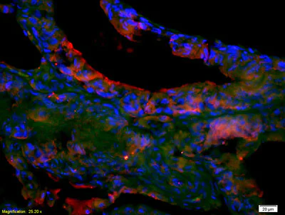 Immunohistochemistry (Formalin/PFA-fixed paraffin-embedded sections) - Anti-Eph receptor A7/EPHA7 antibody (AB204113)