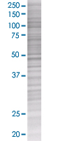 Eph receptor A7/EPHA7 overexpression 293T lysate (whole cell)