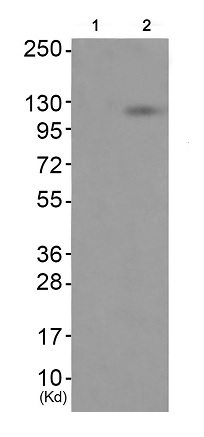 Western blot - Anti-Eph receptor A7/EPHA7 (phospho Y791) antibody (AB192585)