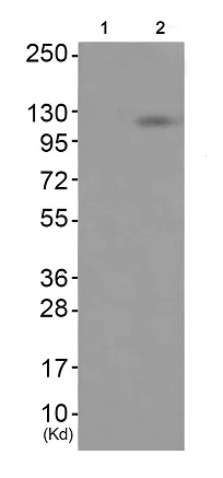 Western blot - Anti-Eph receptor A7/EPHA7 (phospho Y791) antibody (AB192585)