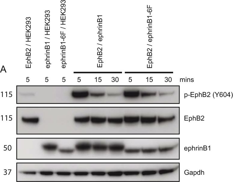 Anti-Eph receptor B1 + Eph receptor B2 (phospho Y594 + Y596) antibody