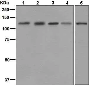 Western blot - Anti-Eph receptor B1/NET antibody [EPR6457] (AB129103)
