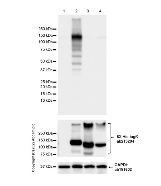 Western blot - Anti-Eph receptor B2 antibody [EPR22422-67] (AB307811)