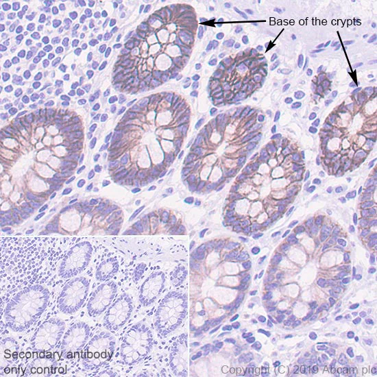 Immunohistochemistry (Formalin/PFA-fixed paraffin-embedded sections) - Anti-Eph receptor B2 antibody [EPR22427-268] - BSA and Azide free (AB255274)