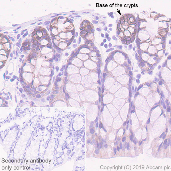 Immunohistochemistry (Formalin/PFA-fixed paraffin-embedded sections) - Anti-Eph receptor B2 antibody [EPR22427-268] - BSA and Azide free (AB255274)