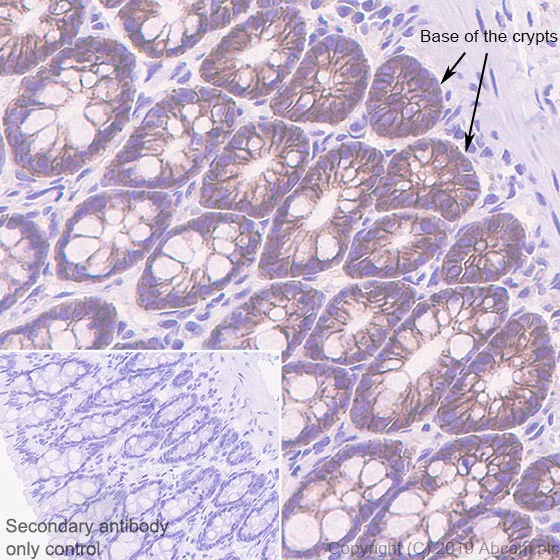 Immunohistochemistry (Formalin/PFA-fixed paraffin-embedded sections) - Anti-Eph receptor B2 antibody [EPR22427-268] - BSA and Azide free (AB255274)