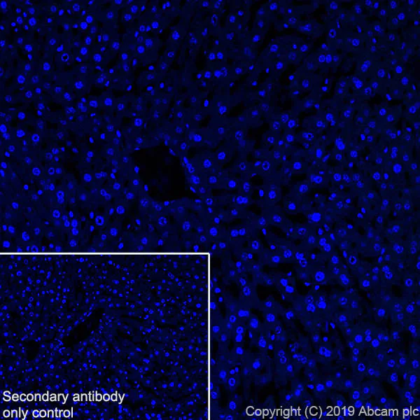 Immunohistochemistry (Frozen sections) - Anti-Eph receptor B2 antibody [EPR22427-268] - BSA and Azide free (AB255274)