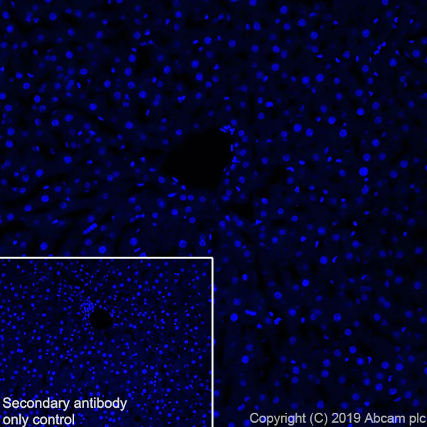Immunohistochemistry (Frozen sections) - Anti-Eph receptor B2 antibody [EPR22427-268] - BSA and Azide free (AB255274)