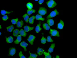 Immunocytochemistry/ Immunofluorescence - Anti-Eph receptor B3 antibody [EPR8280] (AB133742)