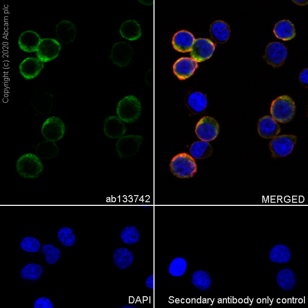Immunocytochemistry/ Immunofluorescence - Anti-Eph receptor B3 antibody [EPR8280] - BSA and Azide free (AB248634), expandable thumbnail