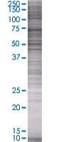 Eph receptor B3 overexpression 293T lysate (whole cell)