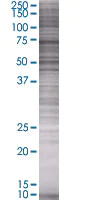 SDS-PAGE - Eph receptor B3 overexpression 293T lysate (whole cell) (AB94179)