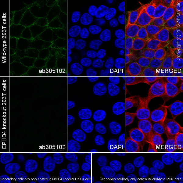 Immunocytochemistry/ Immunofluorescence - Anti-Eph receptor B4/HTK antibody [EPR23222-2] - BSA and Azide free (AB305071), expandable thumbnail