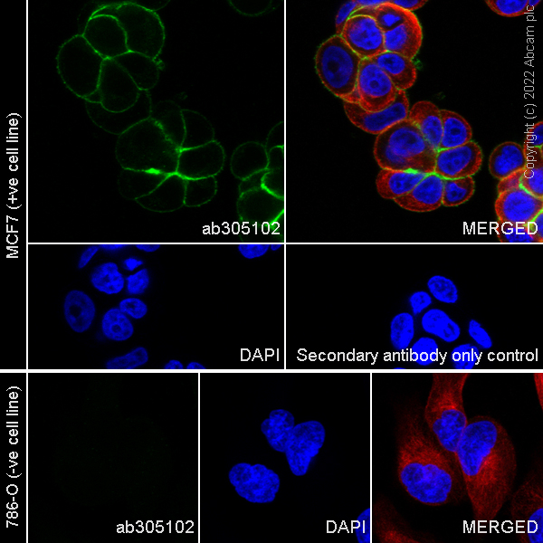 Immunocytochemistry/ Immunofluorescence - Anti-Eph receptor B4/HTK antibody [EPR23222-2] - BSA and Azide free (AB305071), expandable thumbnail