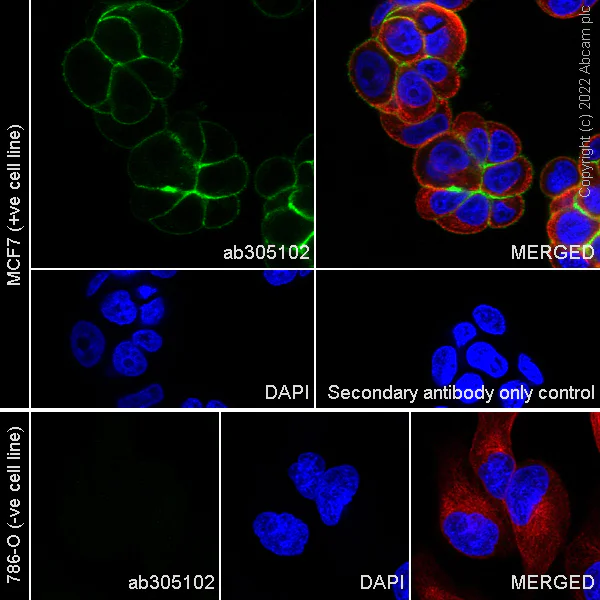 Immunocytochemistry/ Immunofluorescence - Anti-Eph receptor B4/HTK antibody [EPR23222-2] - BSA and Azide free (AB305071)