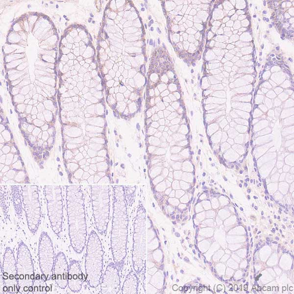 Immunohistochemistry (Formalin/PFA-fixed paraffin-embedded sections) - Anti-Eph receptor B4/HTK antibody [EPR23222-24] - BSA and Azide free (AB269369)