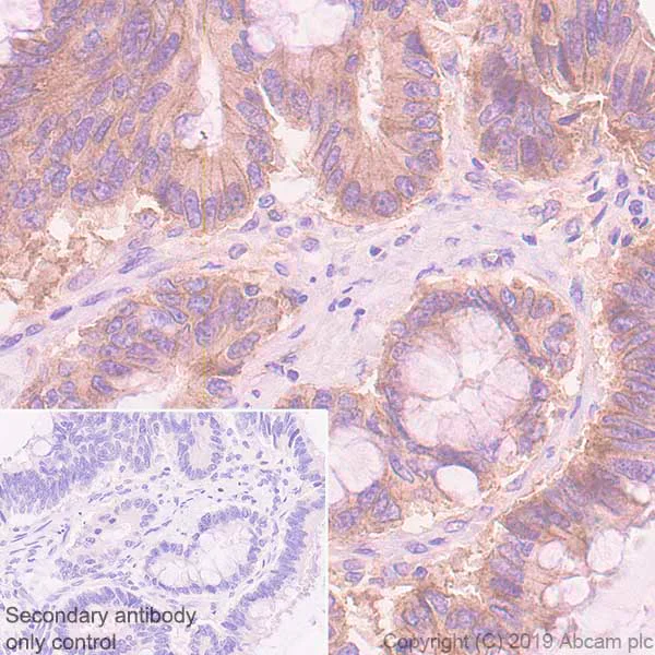 Immunohistochemistry (Formalin/PFA-fixed paraffin-embedded sections) - Anti-Eph receptor B4/HTK antibody [EPR23222-24] - BSA and Azide free (AB269369)