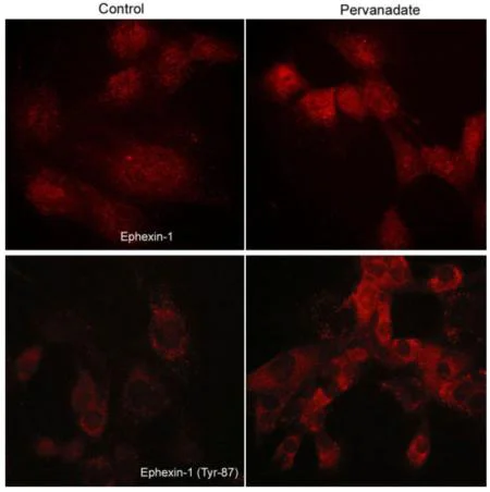 Immunocytochemistry/ Immunofluorescence - Anti-Ephexin-1 (phospho Y87) antibody (AB157594)