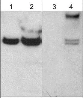 Western blot - Anti-Ephexin-1 (phospho Y87) antibody (AB157594)