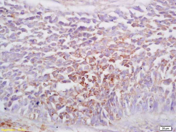 Immunohistochemistry (Formalin/PFA-fixed paraffin-embedded sections) - Anti-Ephrin A1 antibody (AB217363)
