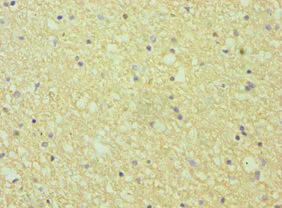 Immunohistochemistry (Formalin/PFA-fixed paraffin-embedded sections) - Anti-Ephrin A1 antibody (AB238505)