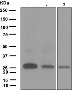Western blot - Anti-Ephrin A1 antibody [EPR1785(2)] - BSA and Azide free (AB248056)