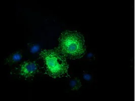 Immunocytochemistry/ Immunofluorescence - Anti-Ephrin A2 antibody [OTI3E3] (AB123877)