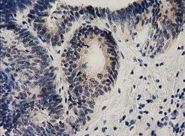 Immunohistochemistry (Formalin/PFA-fixed paraffin-embedded sections) - Anti-Ephrin A2 antibody [OTI3E3] (AB123877)