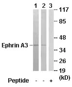 Western blot - Anti-Ephrin A3 antibody (AB64814)