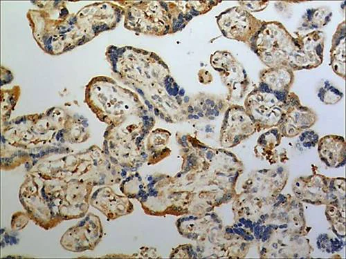 Immunohistochemistry (Formalin/PFA-fixed paraffin-embedded sections) - Anti-Ephrin A3 antibody [MM0262-7N12] (AB89472)