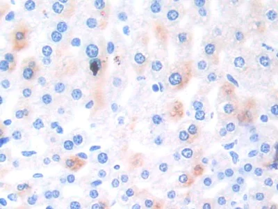 Immunohistochemistry (Formalin/PFA-fixed paraffin-embedded sections) - Anti-Ephrin A4 antibody (AB232711)