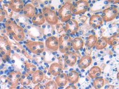 Immunohistochemistry (Formalin/PFA-fixed paraffin-embedded sections) - Anti-Ephrin A4 antibody (AB232711), expandable thumbnail