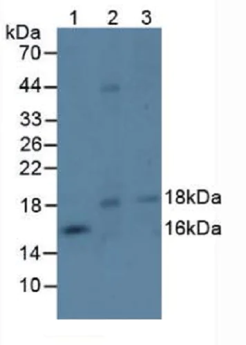 Western blot - Anti-Ephrin A4 antibody (AB232711)