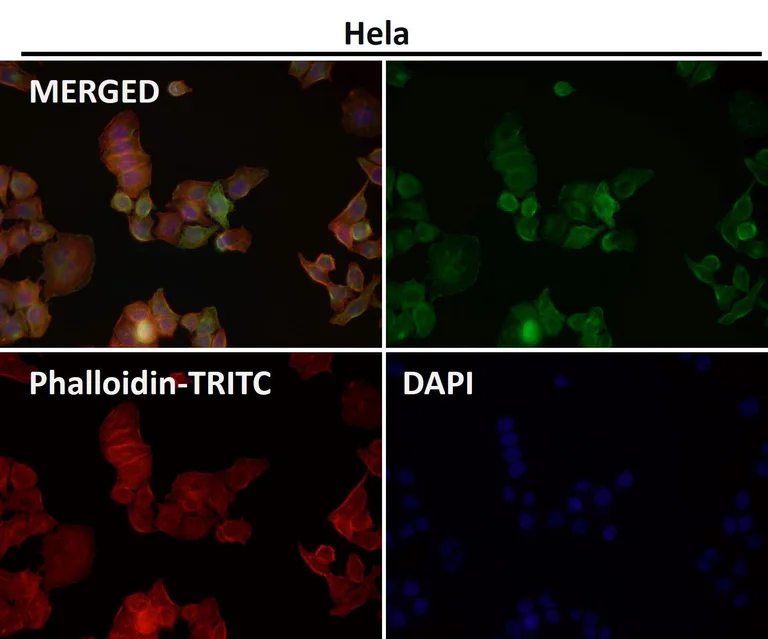 Immunocytochemistry/ Immunofluorescence - Anti-Ephrin B2 antibody [31D11] (AB326694)