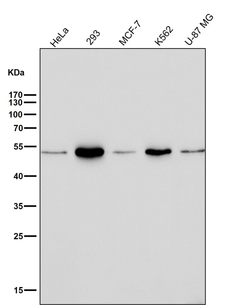 Western blot - Anti-Ephrin B2 antibody [31D11] (AB326694)