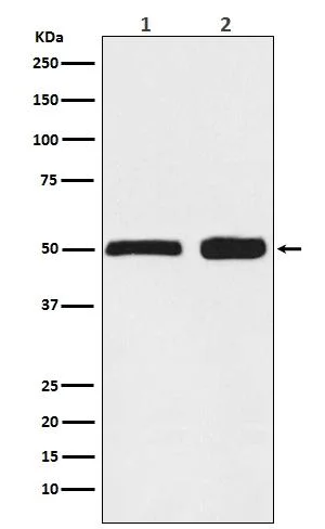 Western blot - Anti-Ephrin B2 antibody [31D11] (AB326694)